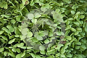 Green flowers - close up