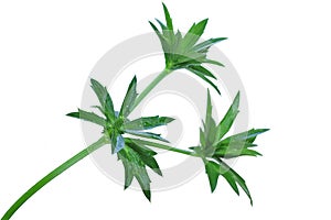 Green flowers of Culantro, long coriander, sawtooth coriander isolated on white background, clipping path included. Close-up