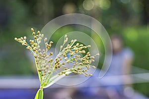 Green flowers of the Cyperaceae  background green leaves