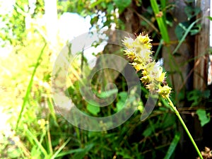 Green flowers. Fresh green spring grass with sun leaks effect, copy space. Soft Focus. Summer concept. Abstract nature