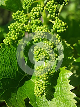 Green flowers of grape