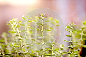 Green flowers with green and pink background