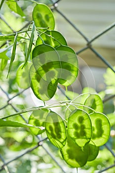 Green flowers of lunaria plant. Beautiful garden flowers.