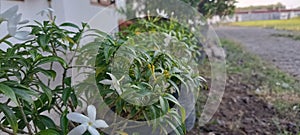 green flowers, naturalistic cool background photo