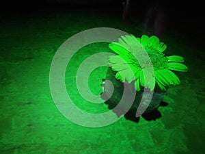 Green flowers on the table with a green spot light