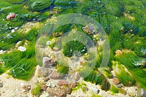 Green fluffy algae in shallow water which are agitated by a current