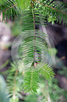 green fluffy pine spruce branch