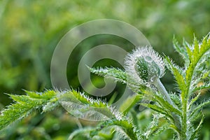 A green fluffy poppy flower bud with water drops