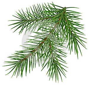 Green fluffy spruce branch accessory symbol christmas
