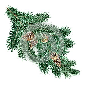 Green fluffy spruce, pine branch with cones.