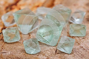 Green Fluorite Natural Octahedron Crystals on Natural Polished Petrified wood slab photo