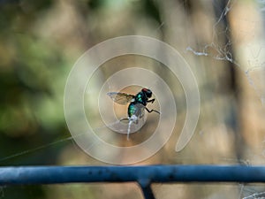 a green fly is in the center of a web on a blurred background