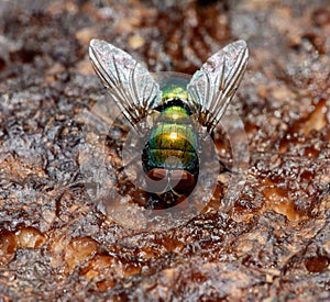 Green fly - Chrysomya albiceps