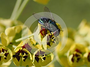 Green fly on euphorbe flower