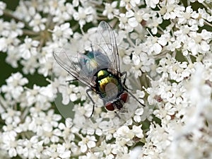Green fly feeding on White flower (Hogweed)
