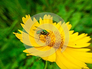 A green fly feeds on a yellow wild chrysanthemum.