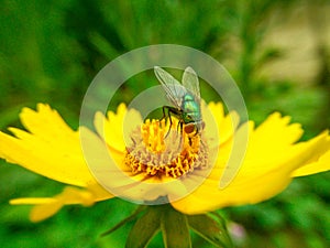 A green fly feeds on a yellow wild chrysanthemum.