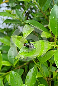 a green fly with a ferocity perches on a green leaf

ï¿¼