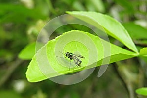 Green fly on leaf in the garden, macro