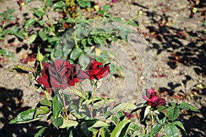 Green fly Lucilia caesar perched on the flower of Hybrid tea rose, Rosa \'Schwarze Madonna\' in July in the park.