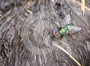 The green fly Lucilia sericata Meigen, 1826 is a diptera belonging to the Calliphoridae family, distributed throughout the wor photo