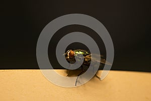 Green fly on music score