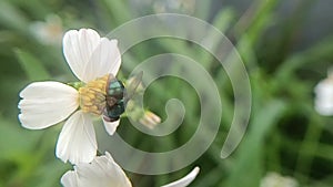 A green fly perched on a flower