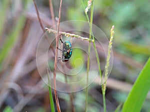 Green fly perched among the grass