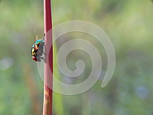 Green fly perched on red grass stalks with blurred background