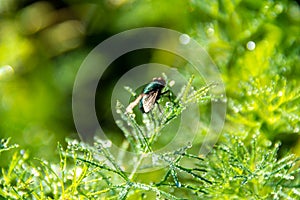 green fly quenching thirst drinks dew from dill leaves covered with dew