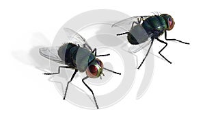 Green fly sitting isolate on white background