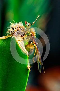 green flying ant on green cactus