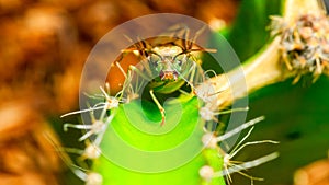 Green flying ant on green cactus