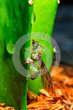 Green flying ant on green cactus