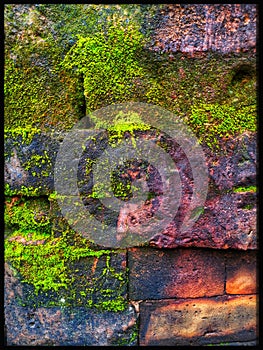 Green foam on an ancient wall of Hoian, ViÃªtnam