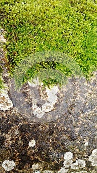 Green foam on granite stone with white patterns