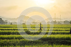 Green foggy rice field in the morning sunrise