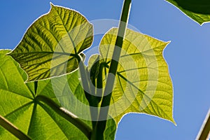 Green foliage against the background of the sky