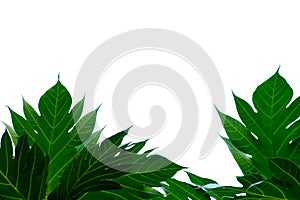 Breadfruit leaves with branches on white isolated background