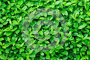 Green foliage background, leaf texture, bush, bright vibrant colors, seamless backdrop template, summer, spring
