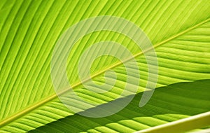 Green foliage background texture of pinnately parallel venation stripes of beautiful Heliconia rauliniana leaf