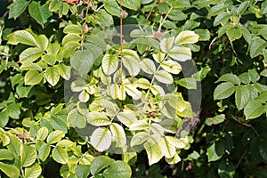 Green foliage of beach rose Rosa rugosa with chlorosis