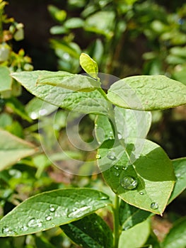 Green foliage of blueberries with dew drops. Close-up. Fresh dew drops on green leaves. Blueberry bushes