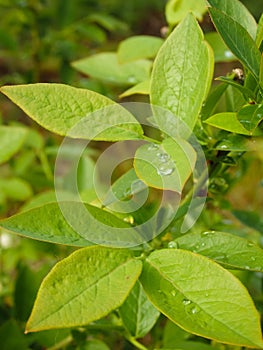 Green foliage of blueberries with dew drops. Close-up. Fresh dew drops on green leaves. Blueberry bushes