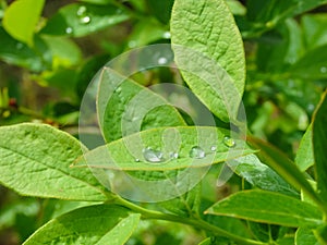 Green foliage of blueberries with dew drops. Close-up. Fresh dew drops on green leaves. Blueberry bushes