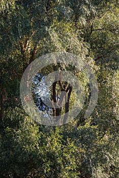 Green foliage and branches of willow trees in the deciduous forest in the evening