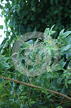Green foliage or bush close up shot