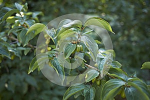 Green foliage of Cornus mas shrub