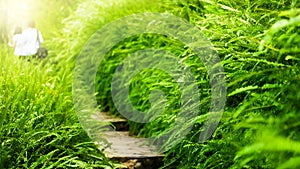 Green foliage fern growing along the rock stairway