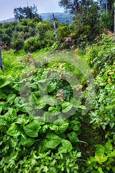 Green foliage, flora and plants in the mountains with lush greenery. Closeup landscape view of biodiverse nature scenery